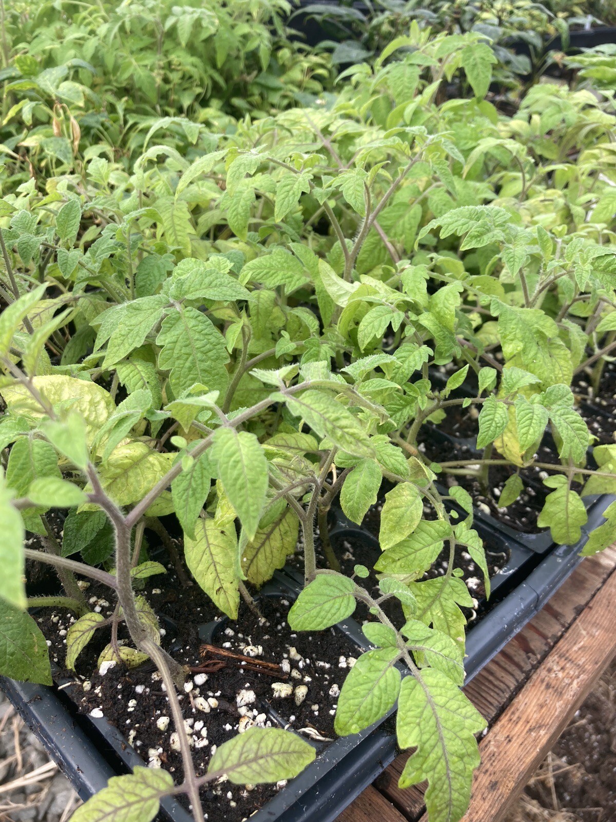 Lot of 4 SAN MARZANO red pear shaped TOMATO LIVE PLANTS 6 to 10 inches 60+ days