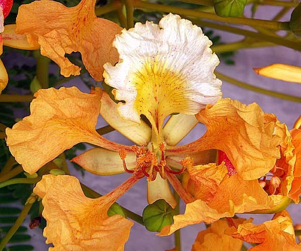 15 Golden Orange Royal Poinciana Tree Seeds Delonix regia