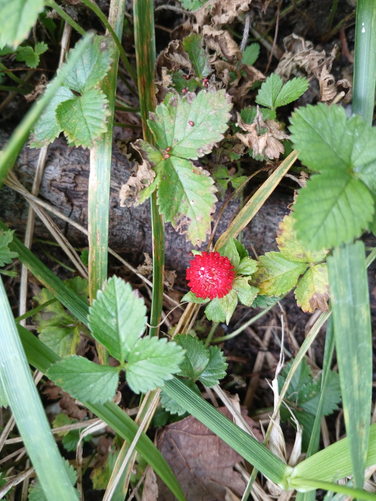 10 Live Wild Strawberry Plants Fragaria Vesca Rhizomes Perennial coverground