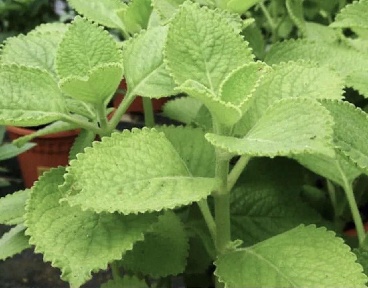 A Cup Cuban Oregano~Mexican (ORGANIC) Well Rooted plant (5-10 Inches)