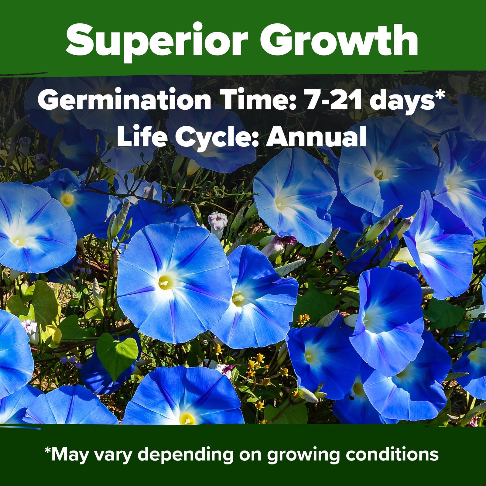 HOME GROWN Heavenly Blue Morning Glory – 150 Heirloom Seeds for 1-Pack, Green
