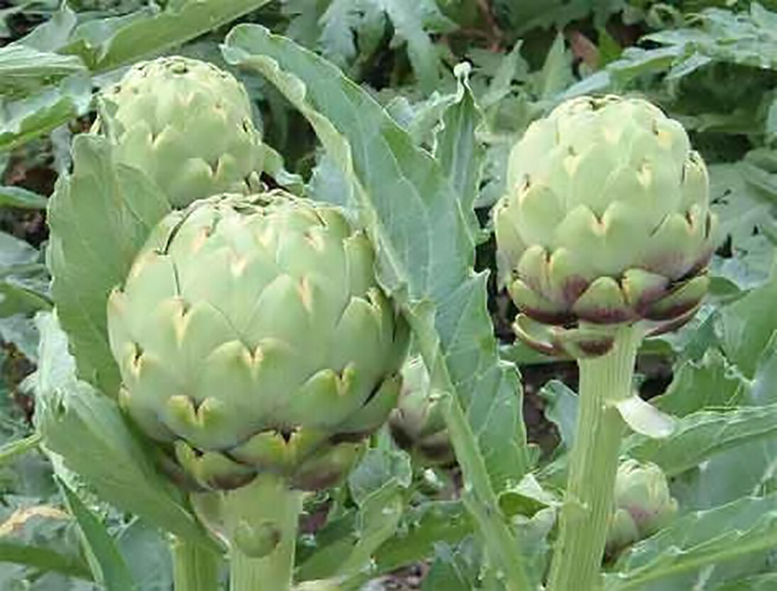 Globe Artichoke, Cynara scolymus, Seeds
