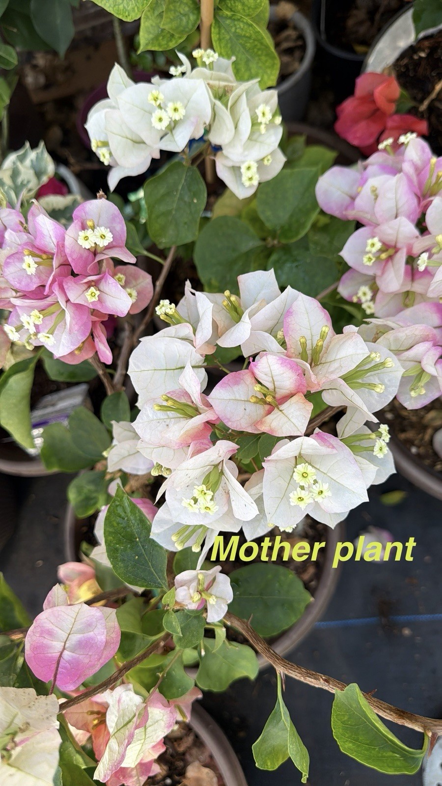 Chitra Ice live rare bougainvillea plants for sale.
