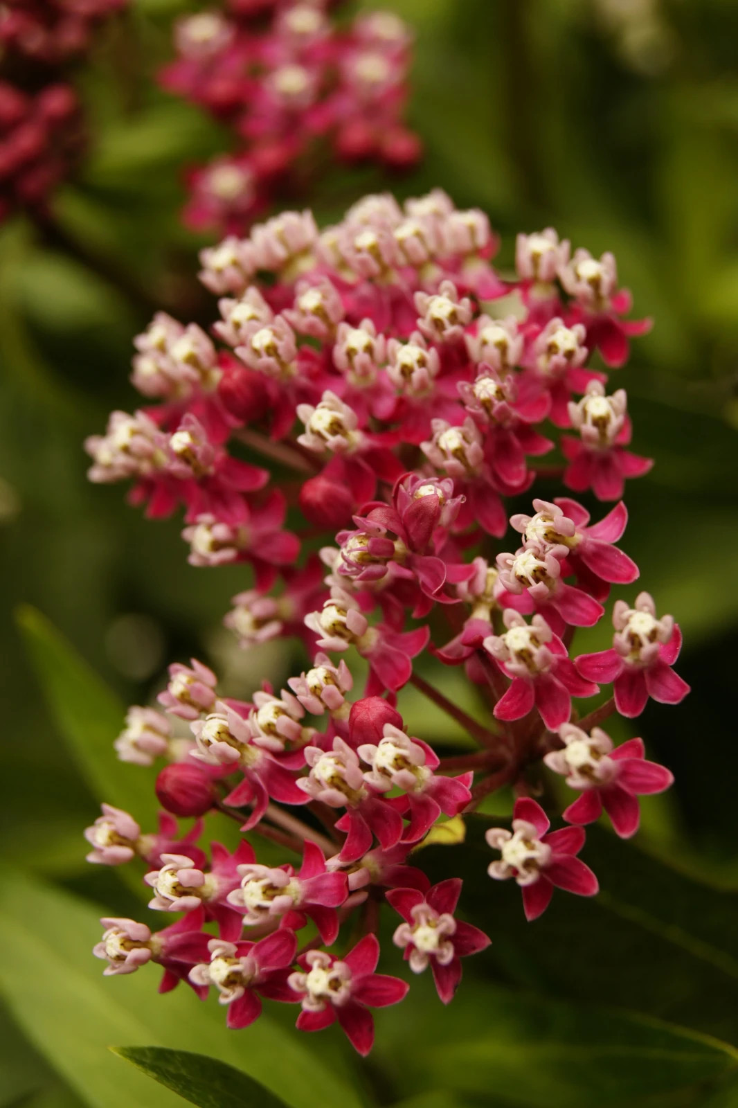 Native Milkweed Starter Plant – Live Monarch Butterfly Host, Ready to Plant