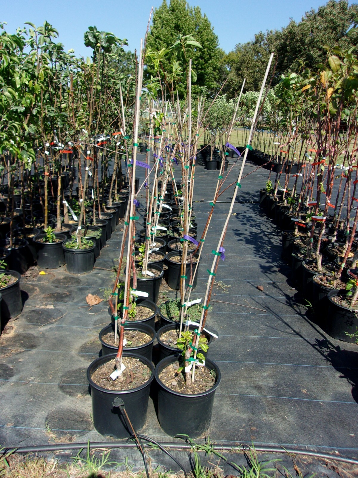 STELLA CHERRY 4-6 FT Tree Sweet Fruit Cherries Trees Plants Home Garden Plant