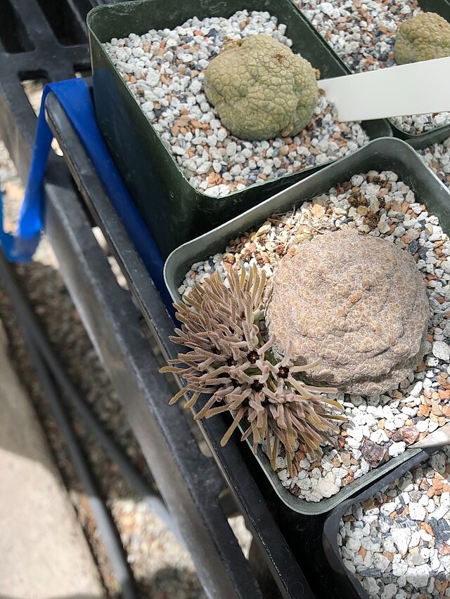 5x Pseudolithos cubiformis seeds