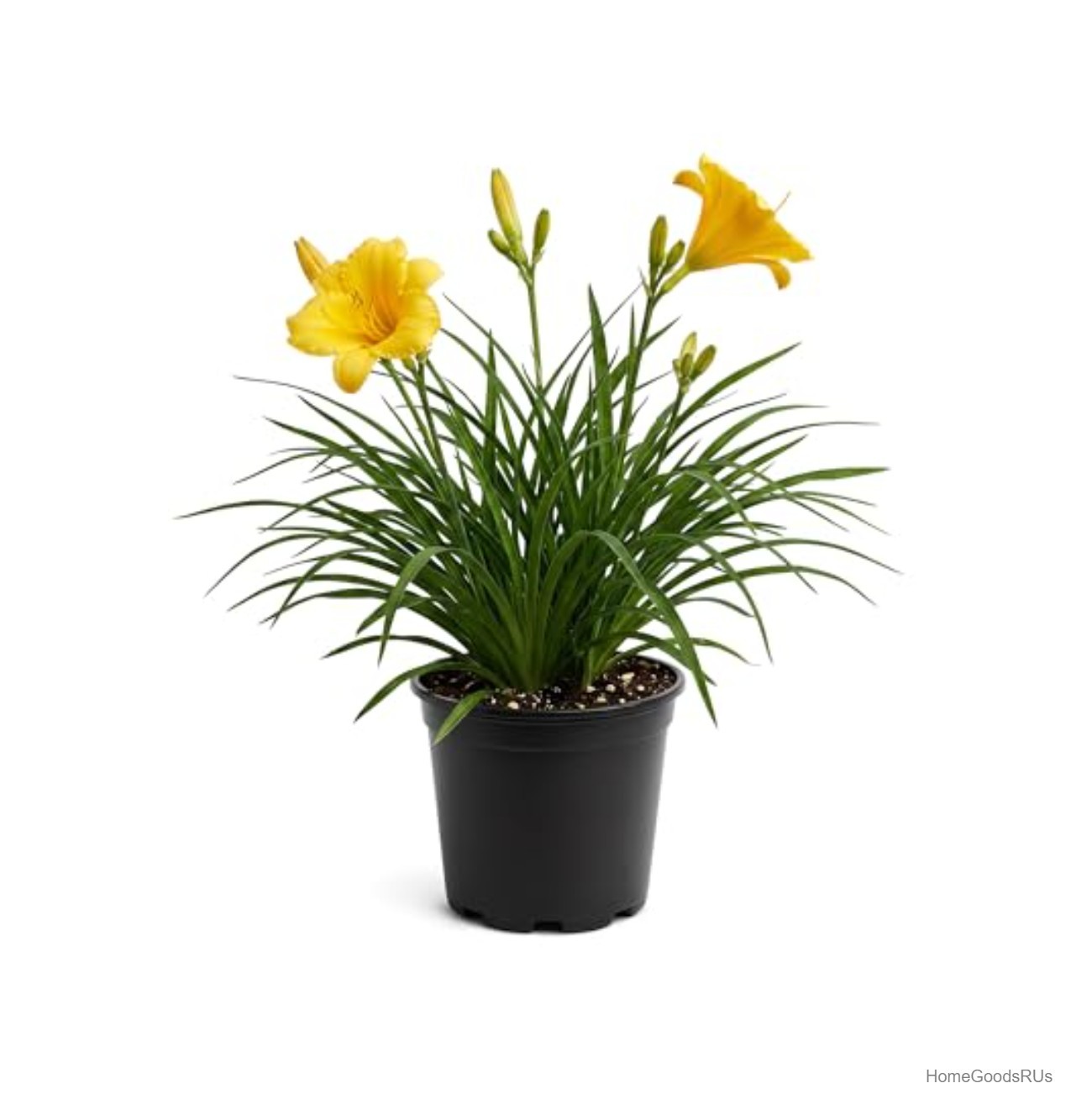 Yellow Daylily Live Perennial Plant 12 Inch Tall Full Sun to Partial Shade