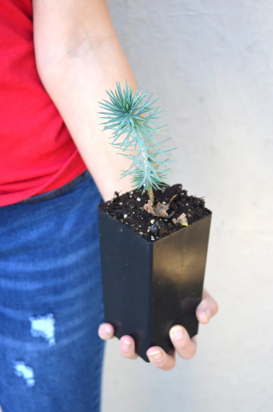 TreesAgain Potted Pinyon Pine Tree – Pinus edulis – 3 to 5+ inches