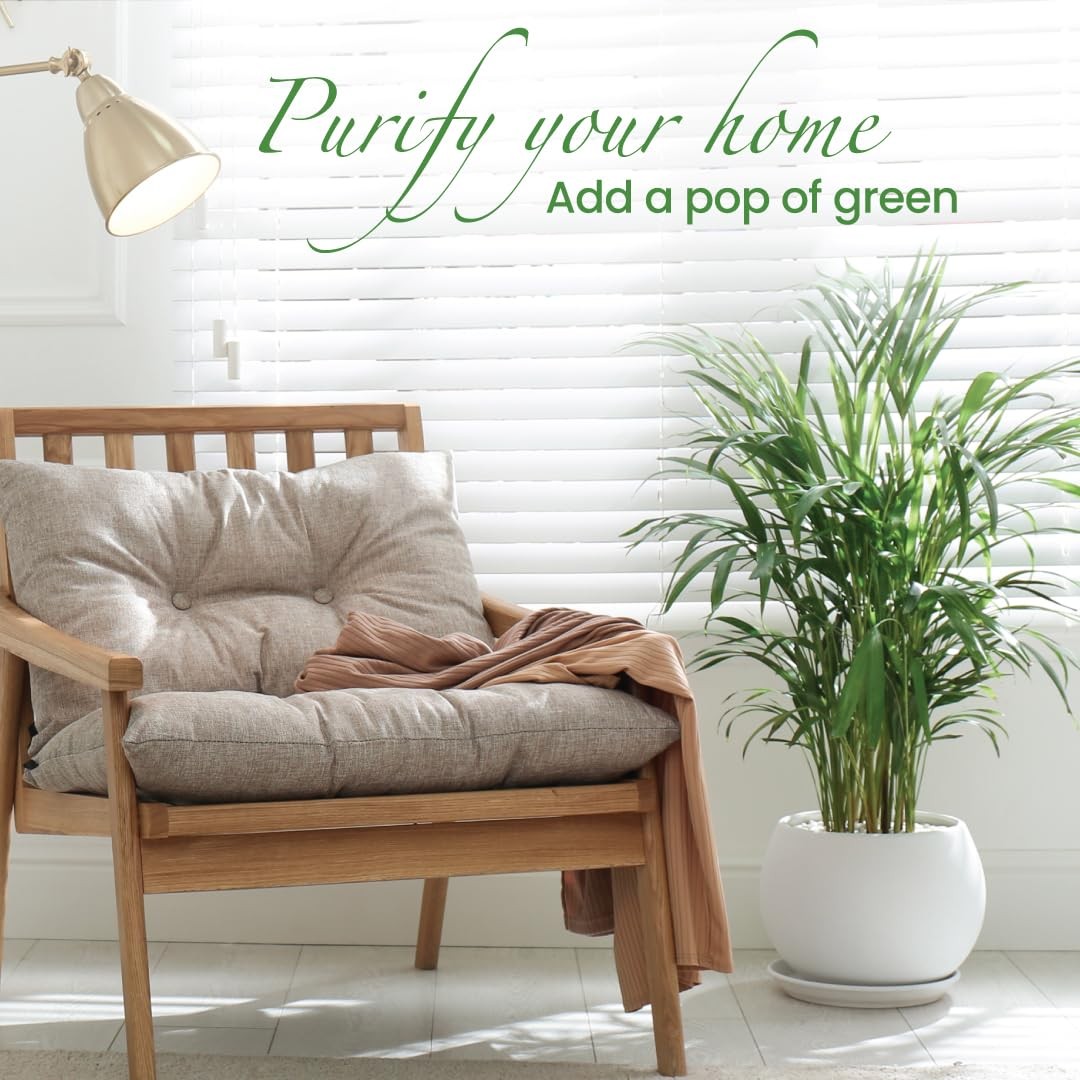 Areca Palm Plant – 10-Inch Pot Indoor Tropical Houseplant, Pet-Friendly Care