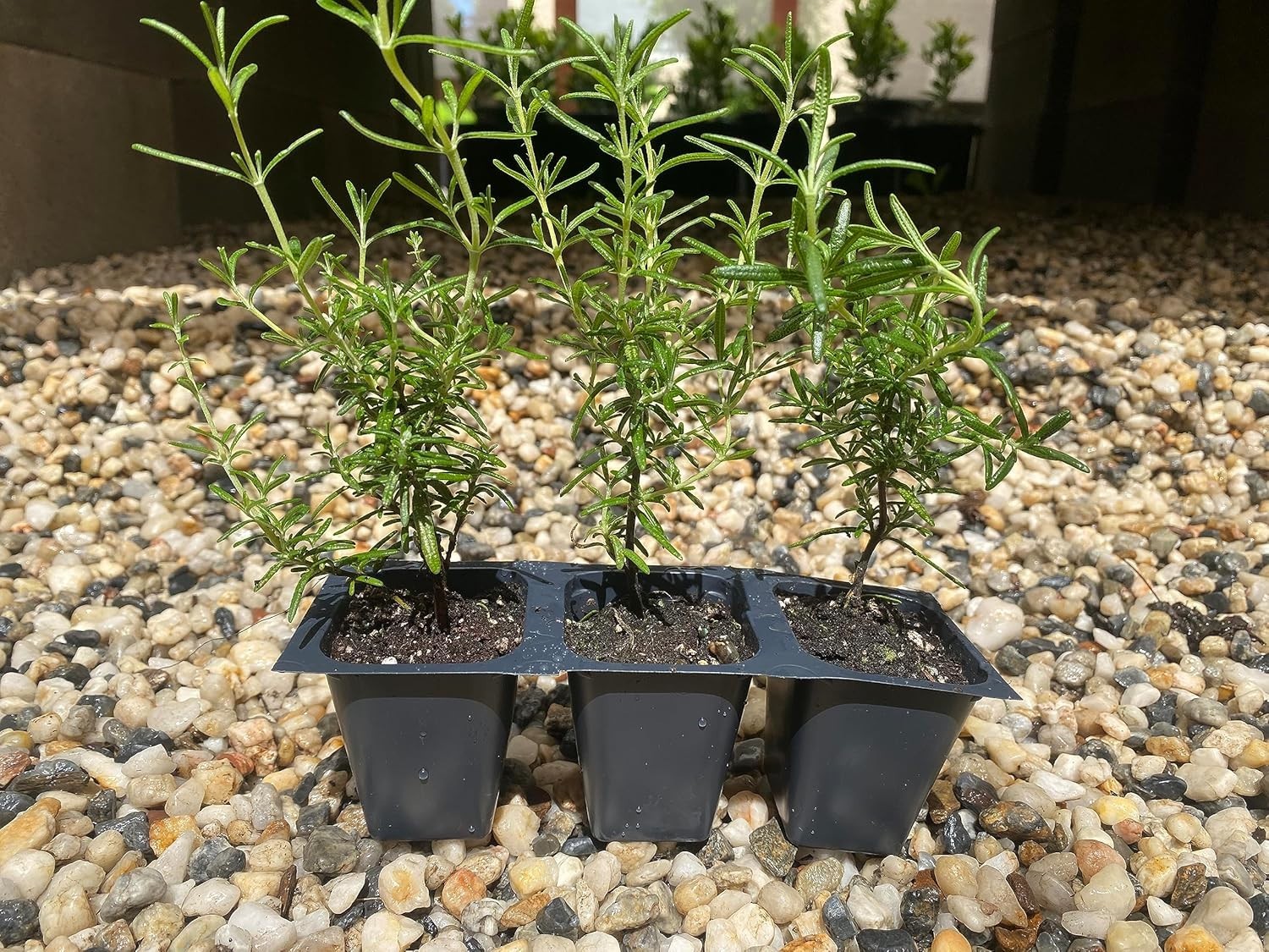 Creeping Rosemary in 2.5” Nursery Cubes (Rosmarinus officinalis ‘Prostratus’)