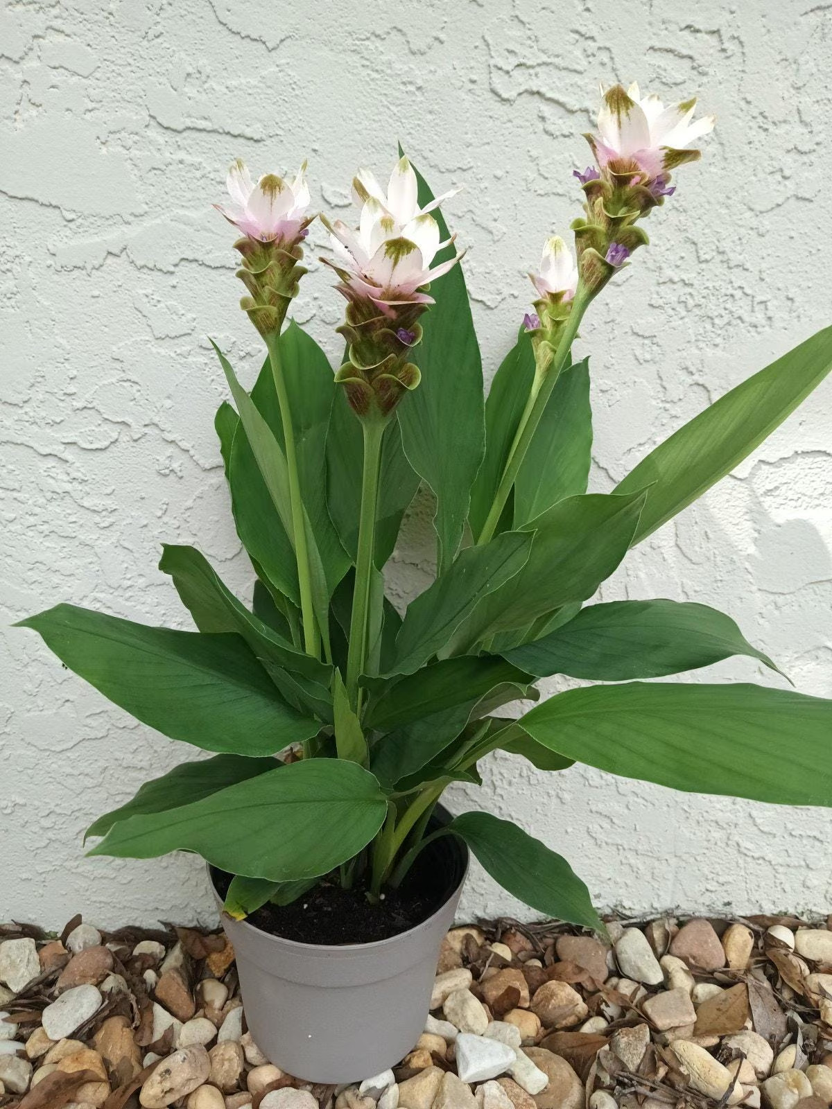 6x Curcuma Alismatifolia -BAREROOT Large WHITE Siam Tulip – Ginger Summer Tulip