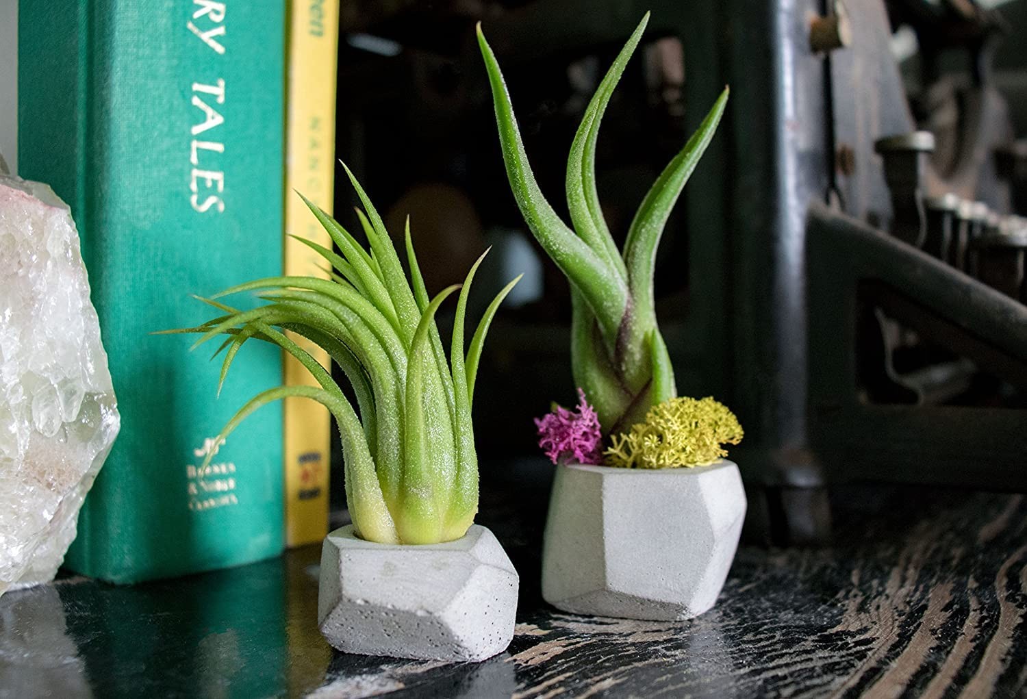Altman Plants 12 Air Plant Variety Pack – Small Tillandsia Terrarium Kit –