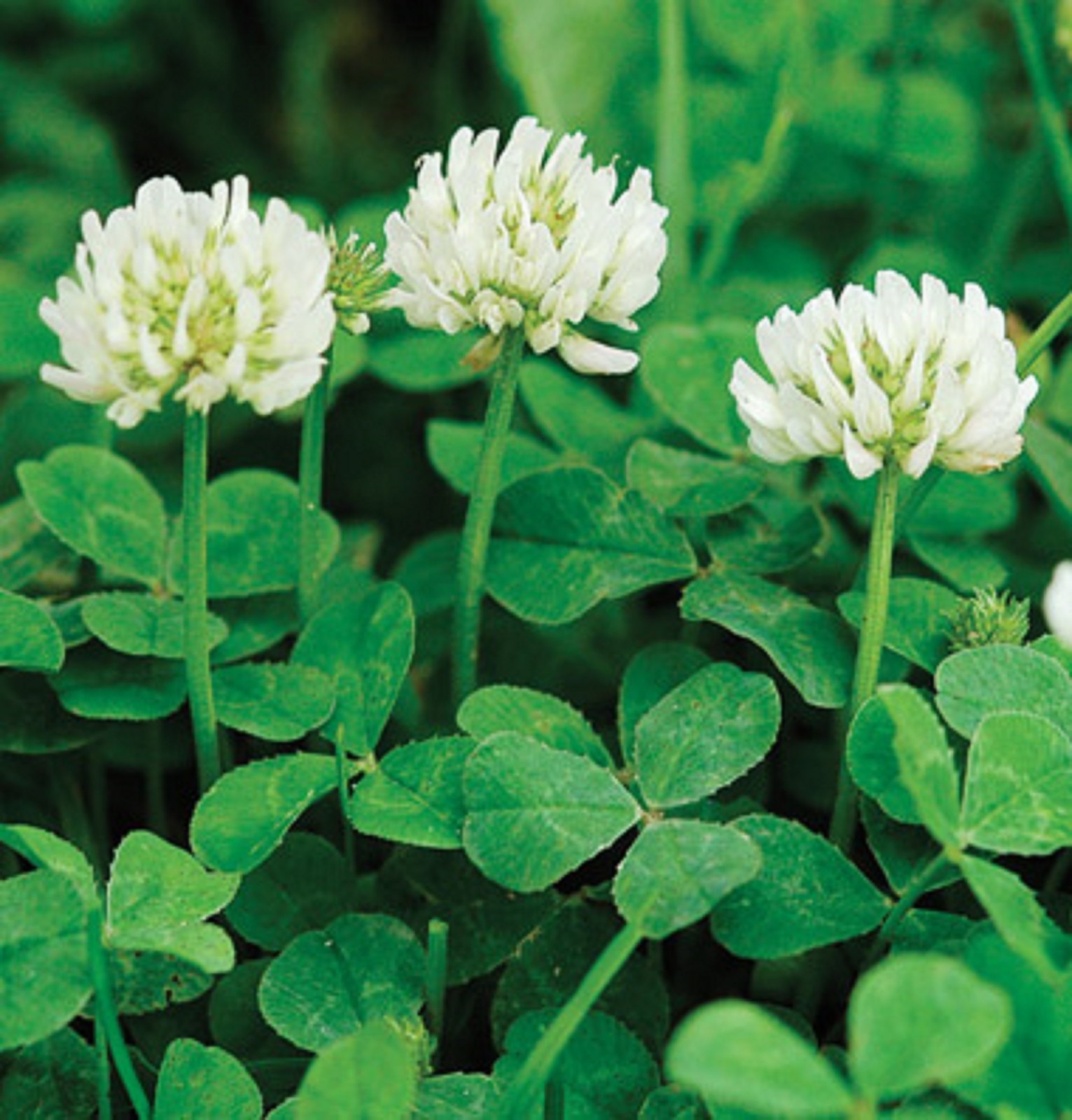 1/2 Lb WHITE DUTCH CLOVER SEED For Lawns Ground Cover Bees Coated & Inoculated