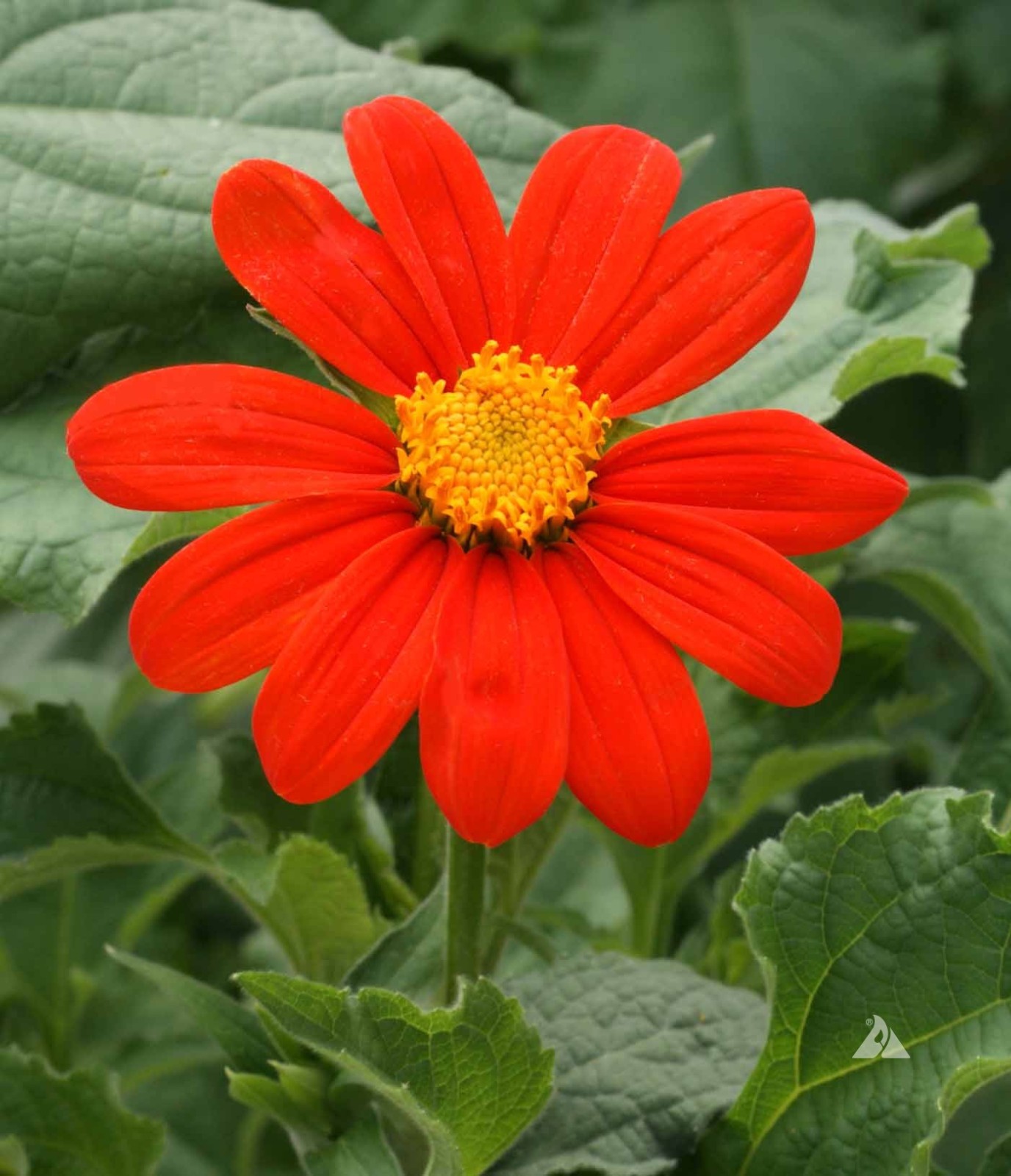 Mexican Sunflower Tithonia Rotundifolia Seeds Free Shipping!