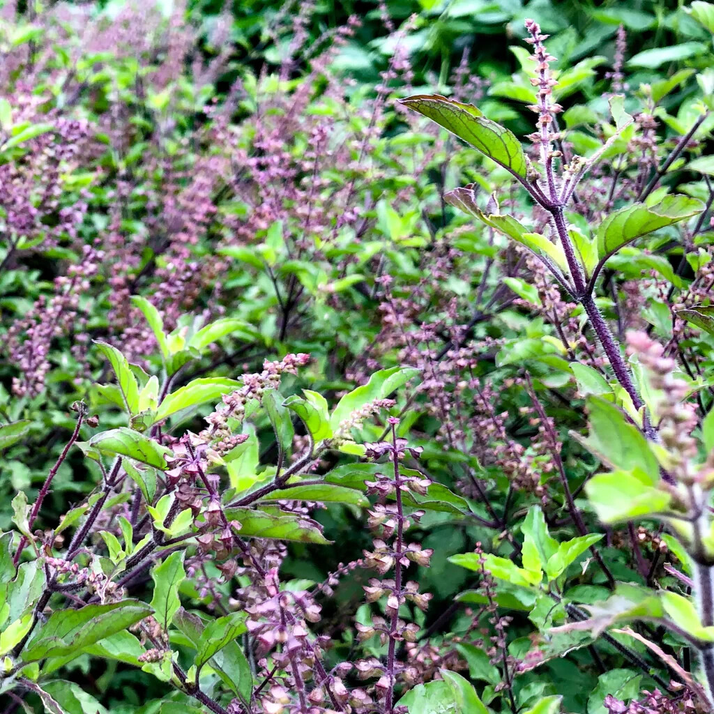Thai Basil Seeds 150+ Ocimum basilicum Khmer Chi Neang Vorng (Anise Licorice)