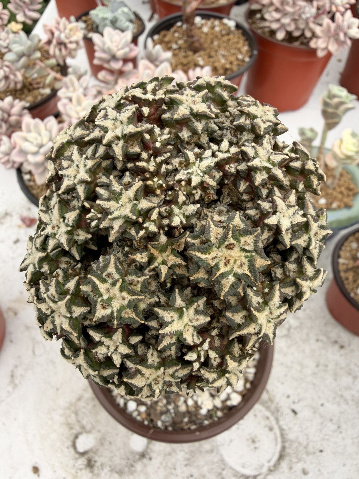 Rare Cactus Grafted
