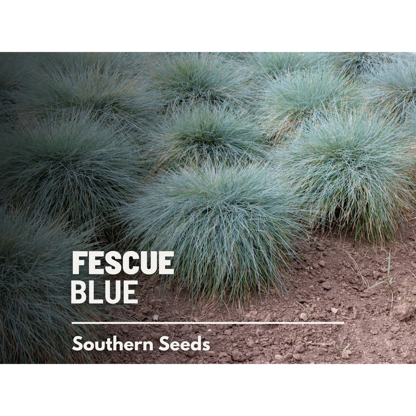 Blue Fescue (Festuca ovina glauca) – 100 Seeds – Heirloom – Drought Resistant