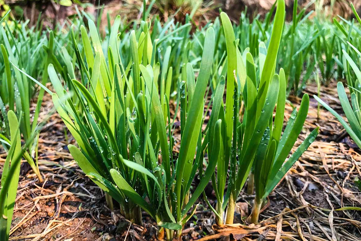 1 Set of 3 Live Chinese Garlic Chive Roots – Allium tuberosum – Ready to Plant