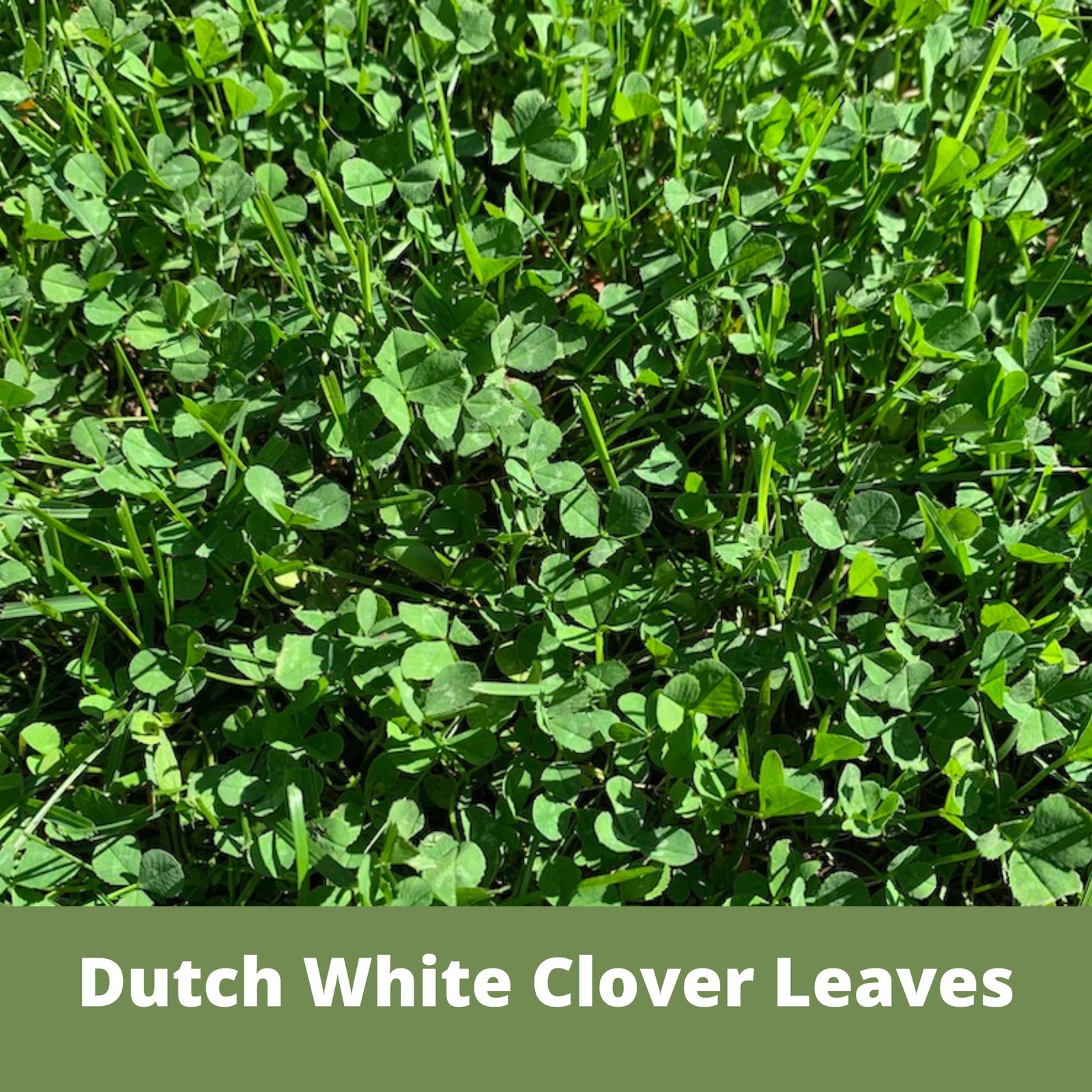 Flawn Seed Kits White Dutch Clover Seed, 1 Lb, Organic Coated, Natural Lawn, …
