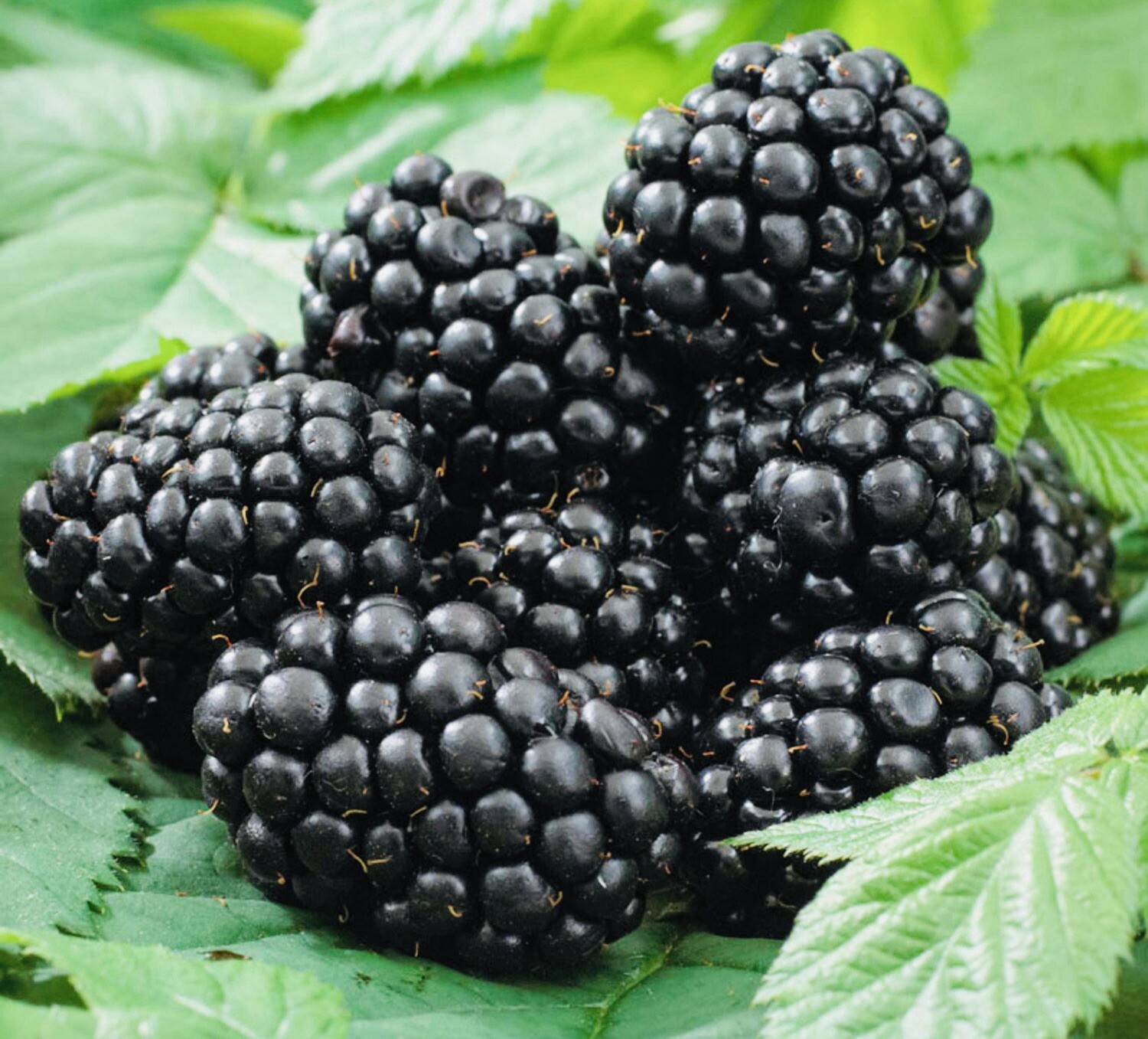 2 PACK 3” POT TASTY BLACKBERRY FRUIT READY 2 PLANT SWEET JUICY LIVE PLANT FRESH