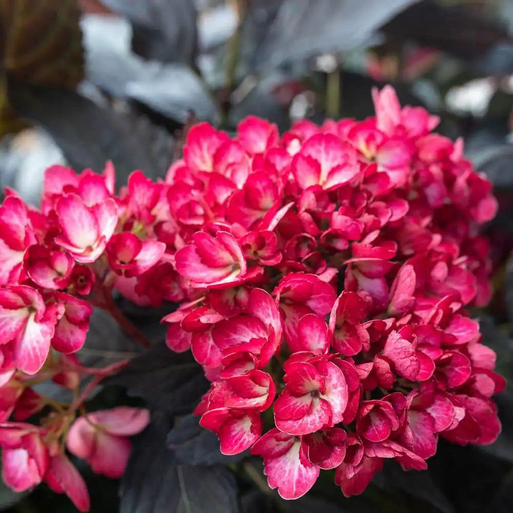 2 Gal. Eclipse Bigleaf Hydrangea Shrub with Dark Purple Foliage and Cranberry Fl