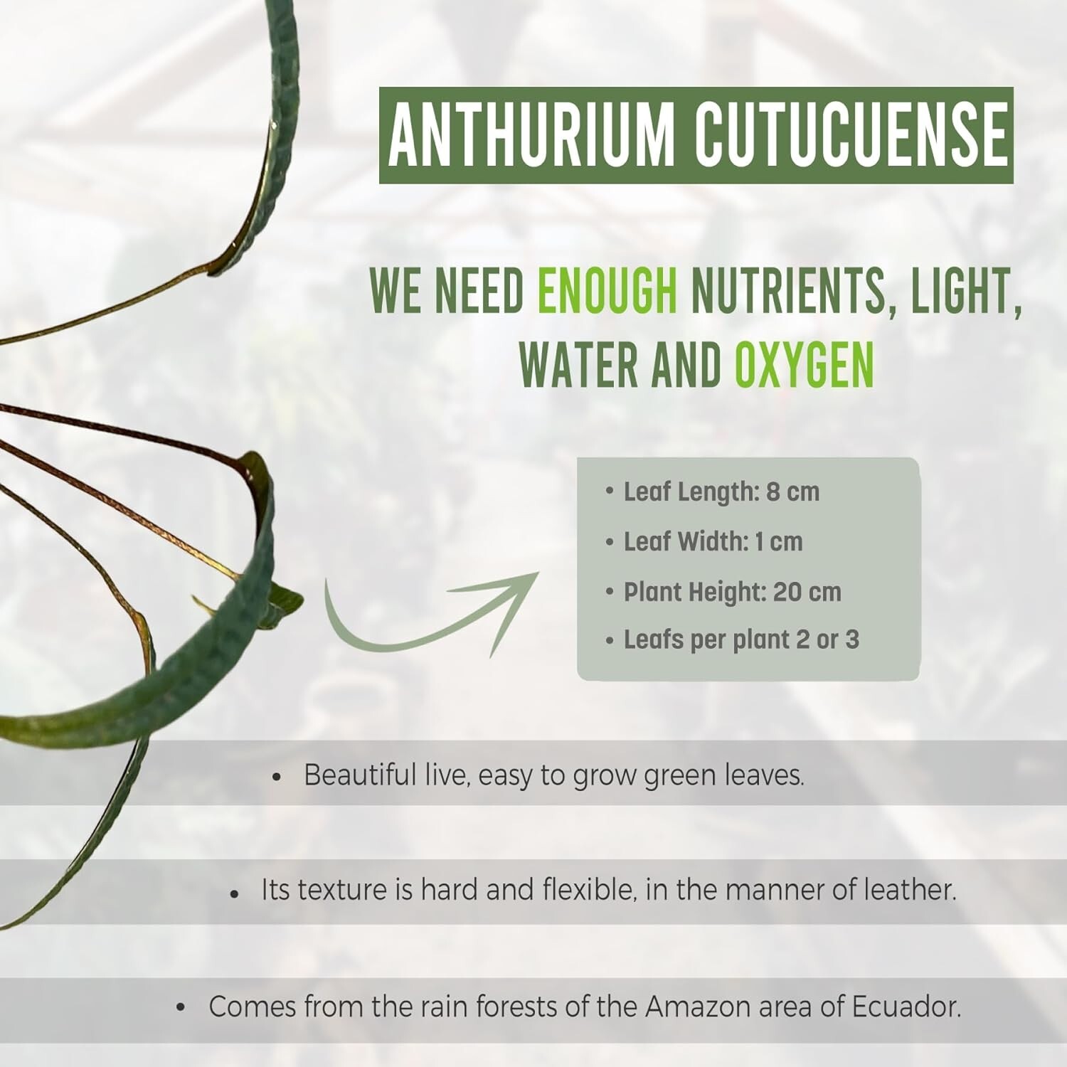 Anthurium Cutucuense by LEAL PLANTS ECUADOR Live Plants | Cutucuense House Plant