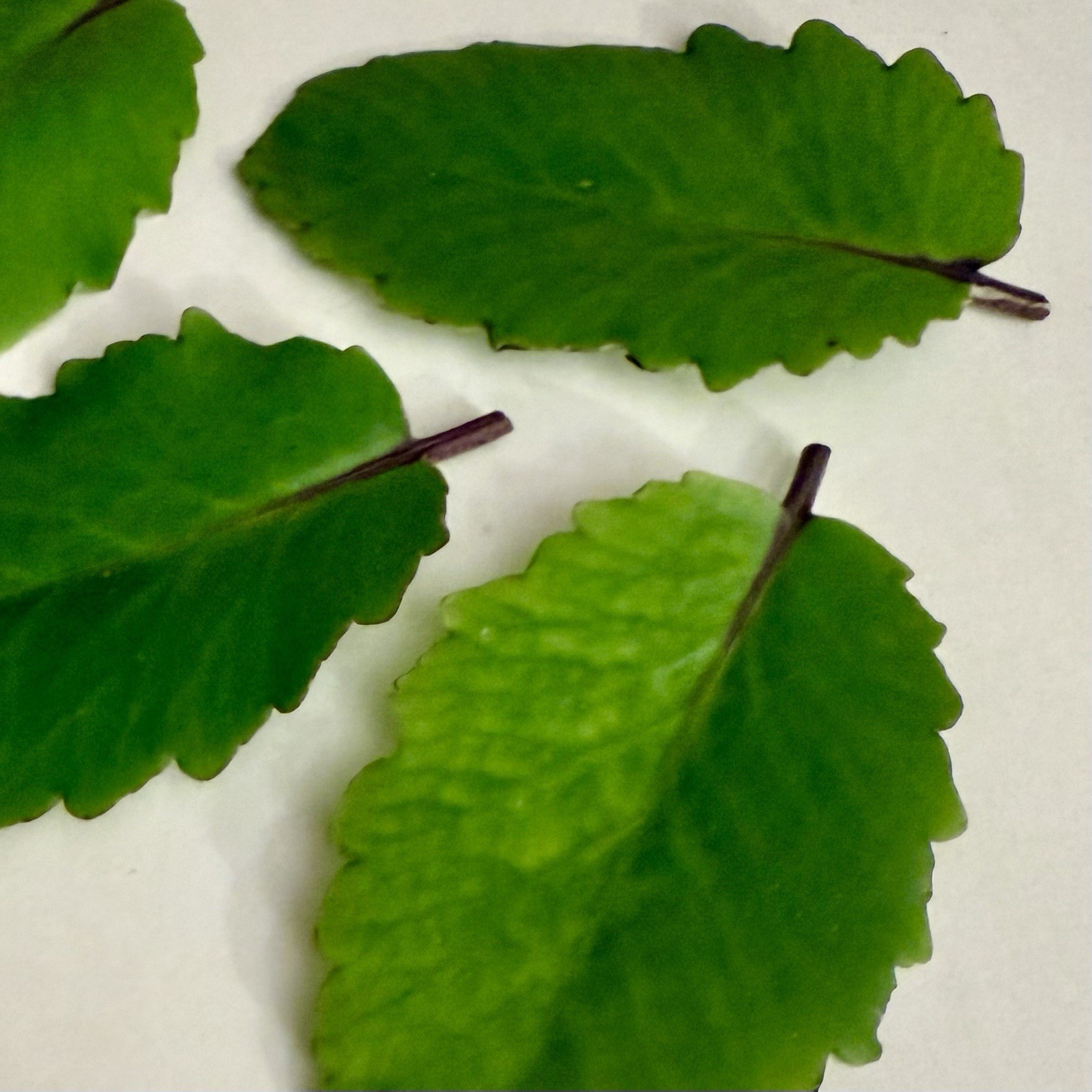 Leaf of Life – Fresh Kalanchoe Pinnata Leaves for Propagation (4 Leaves)