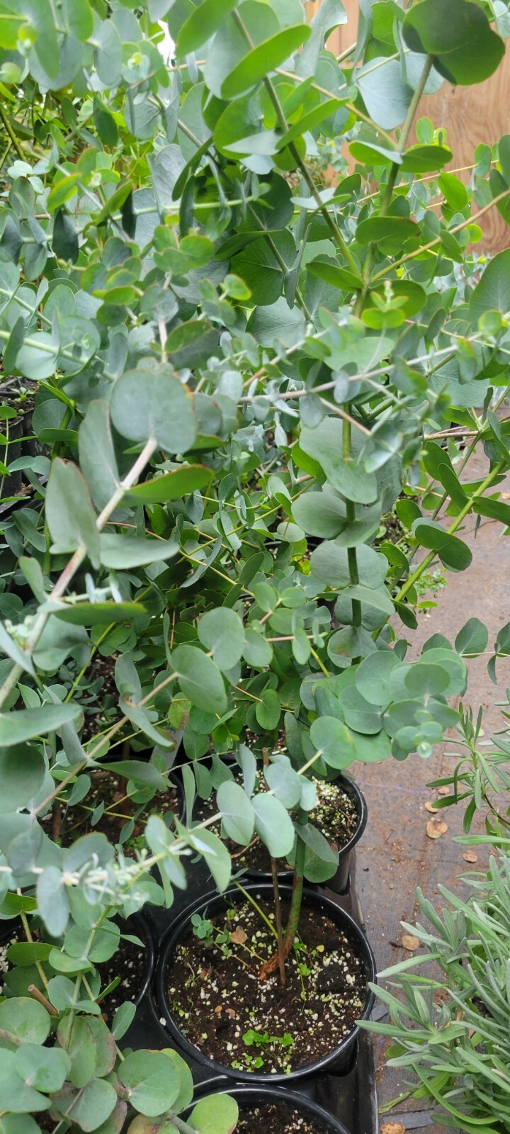 Silver Dollar Eucalyptus – Live plant In 6″ Nursery Pot. Fragrant, Aromatherapy