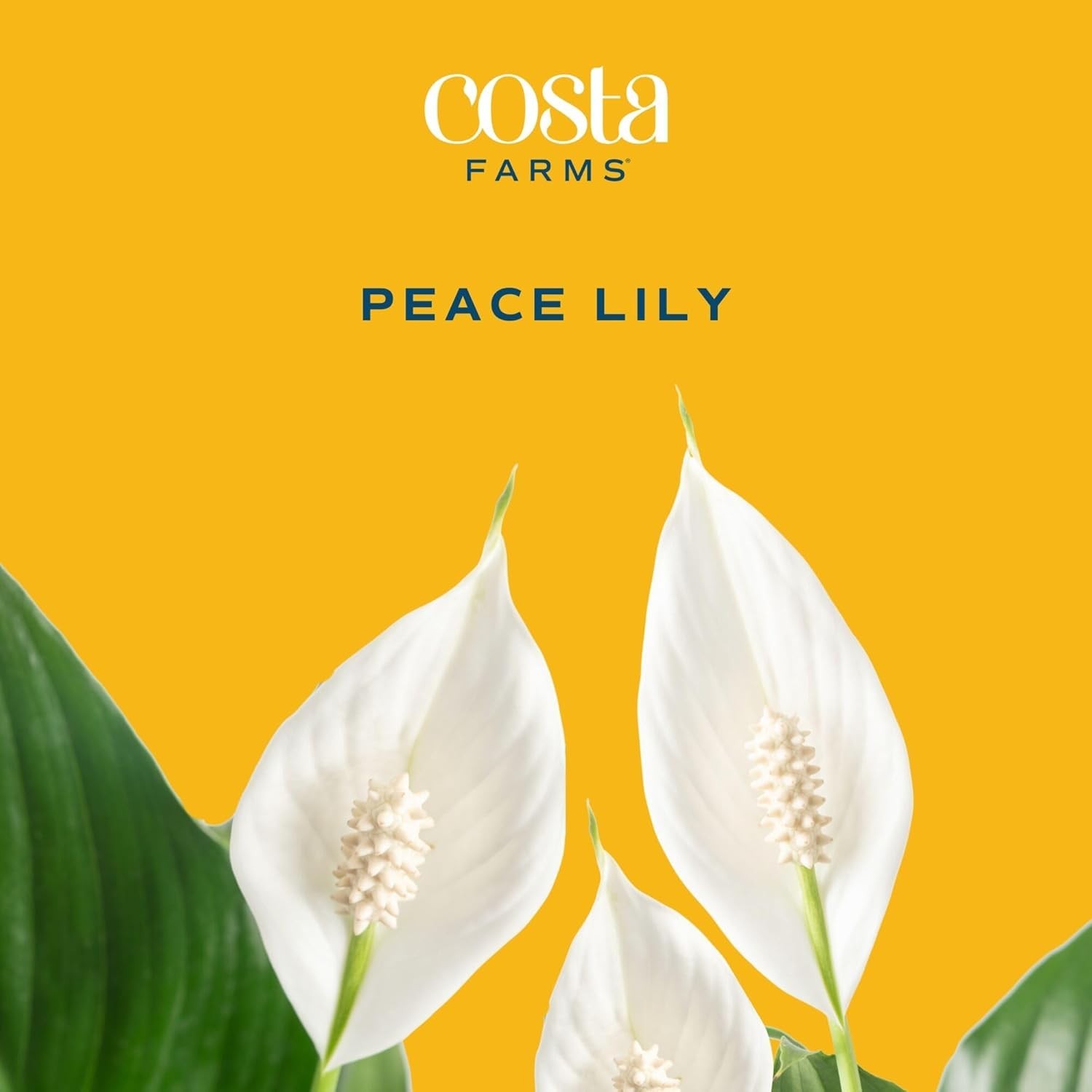 Lush Peace Lily Indoor Plant – Air Purifying Flower in Decorative 14-Inch Pot