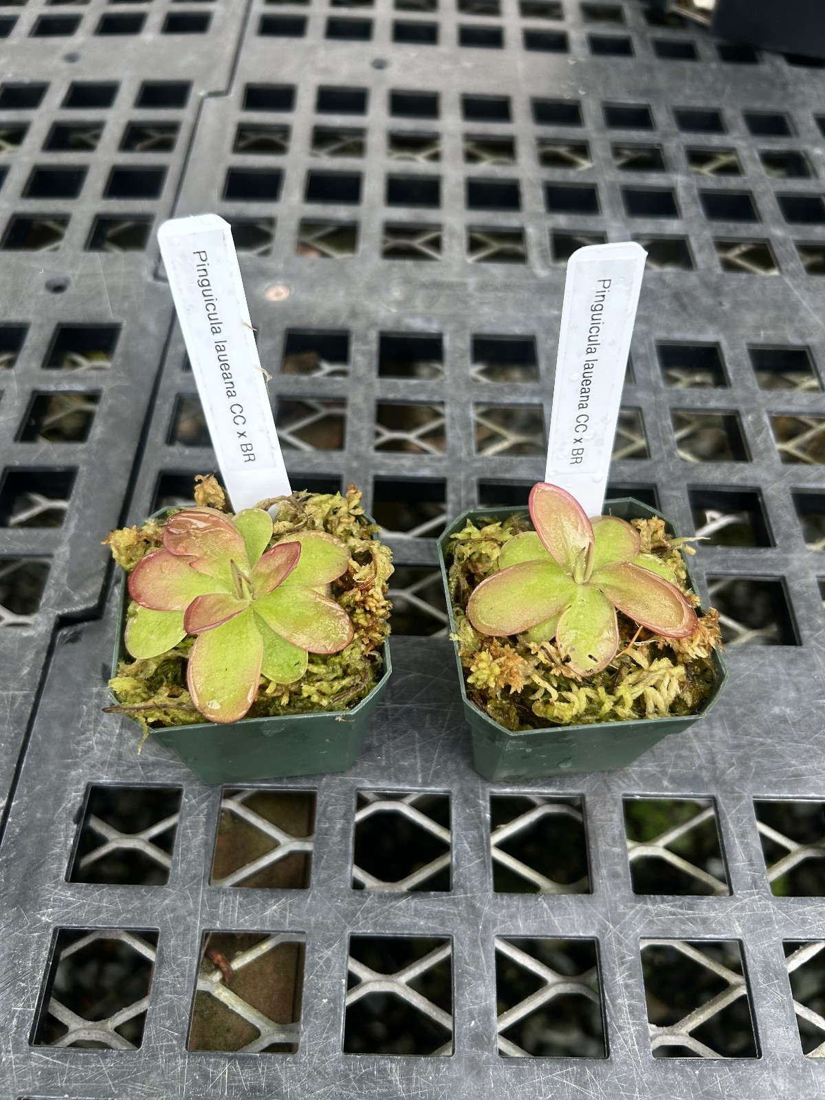 Pinguicula laueana ‘CC’ x ‘BR’ select form of controlled cross-excellent flowers