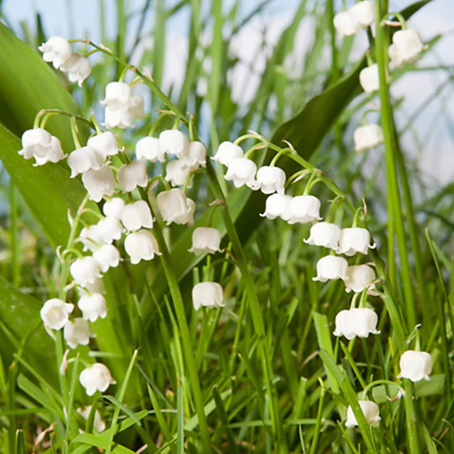 Lily of the Valley – 5 Fresh Roots – Ready for Planting – No Shipping AK, HI, PR