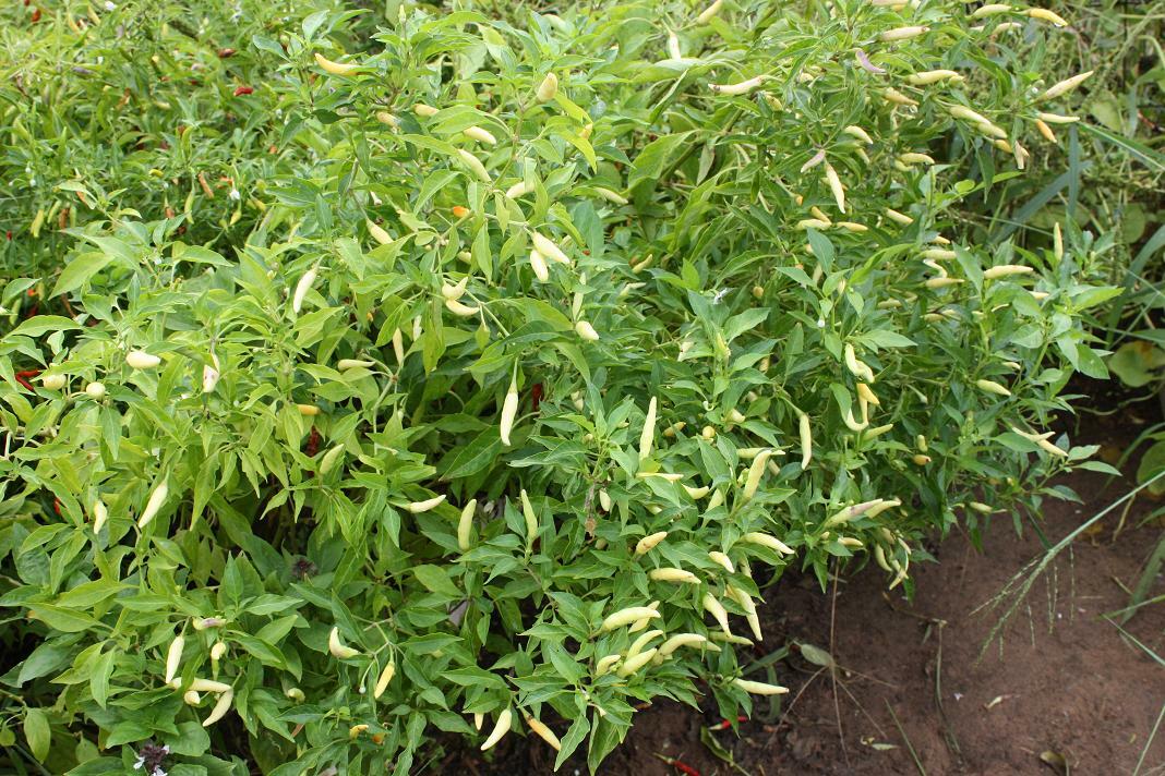 Thai White Chili Pepper Rare Heirloom Strain Extremely Hot Discovered in 1971!