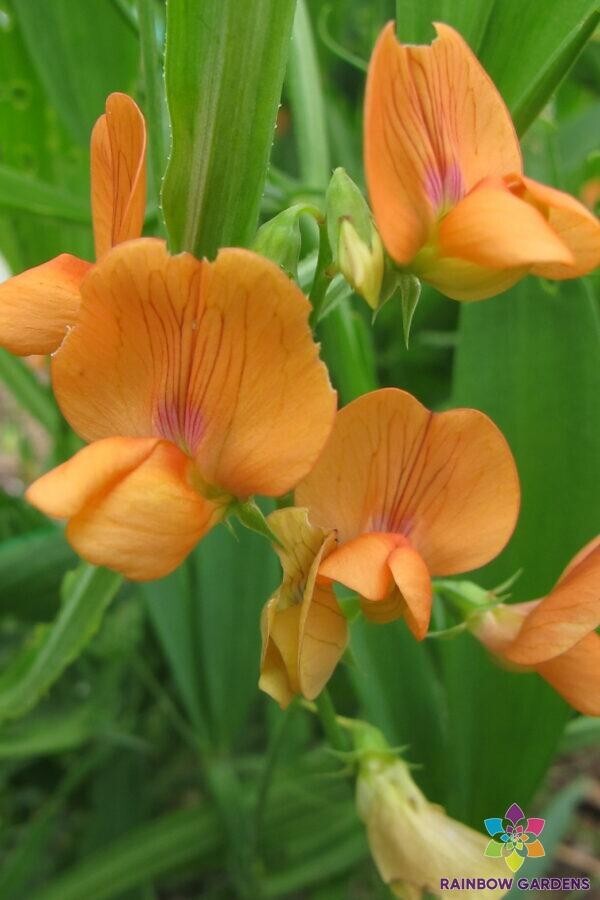 50+ Lathyrus annuus ‘Mrs R. Penney’ Annual Sweet Pea Seeds – FREE SHIPPING!