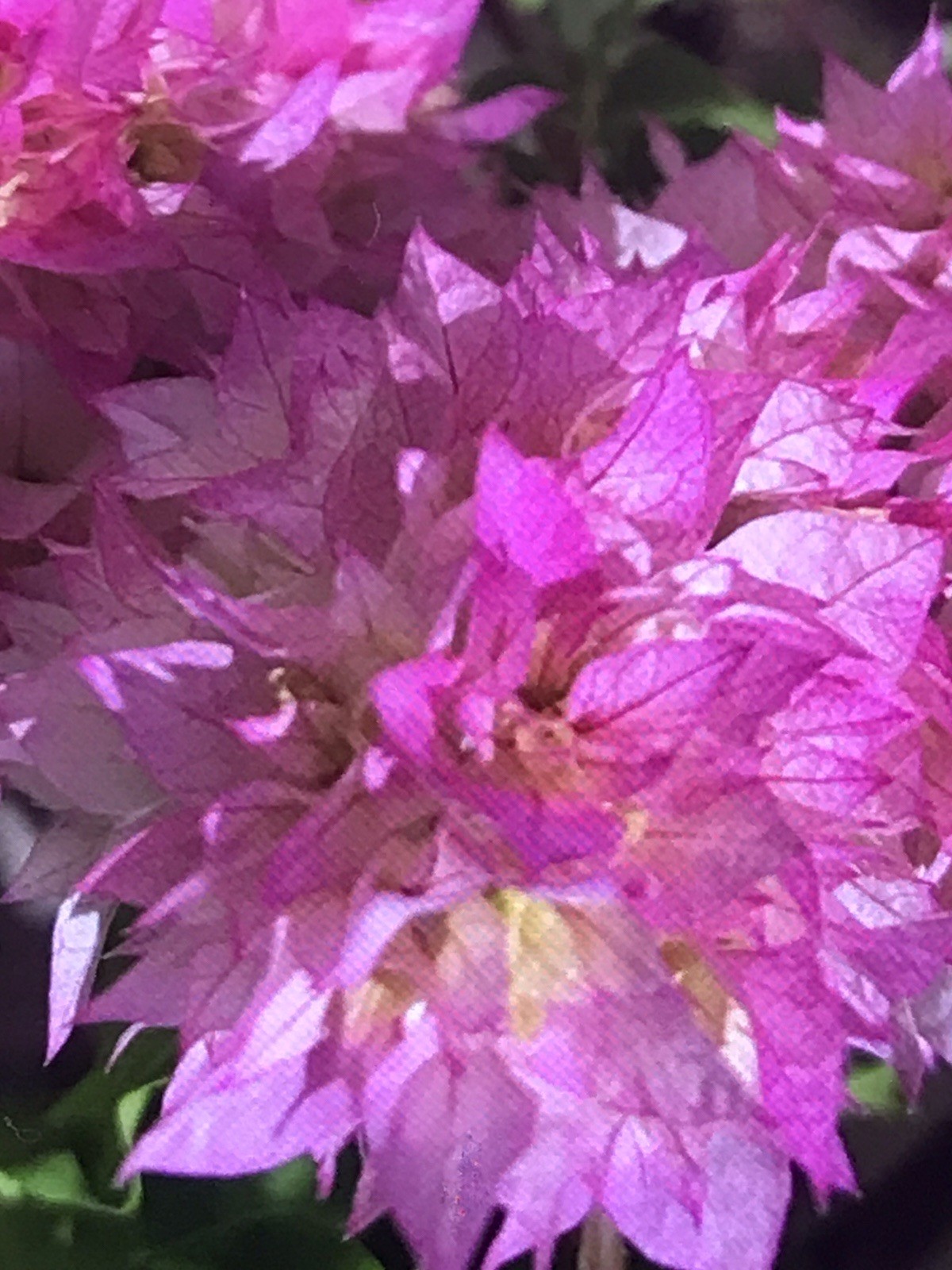 Bougainvillea live plant Double Pink