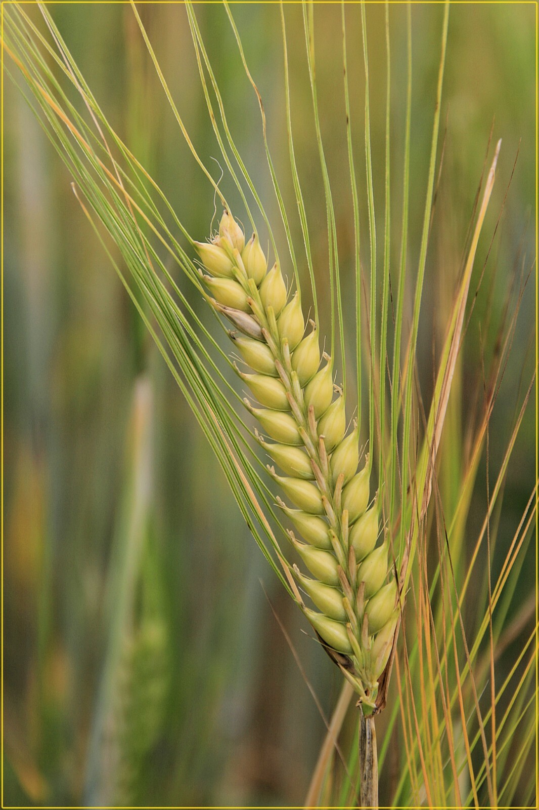 Organic Emmer Farro -Ancient Heirloom Wheat – 50 Seeds Stater Pack