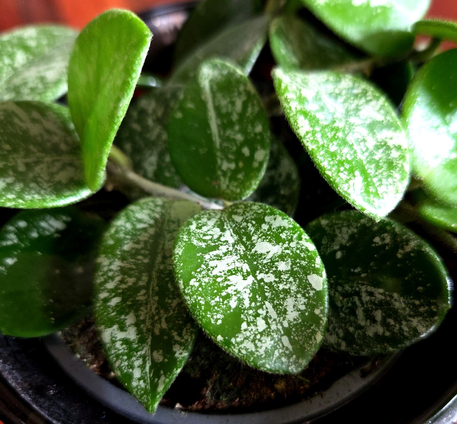 RARE Hoya Splashy Carnosa X Serpens 18″ Long No Monstera Philodendron Anthurium