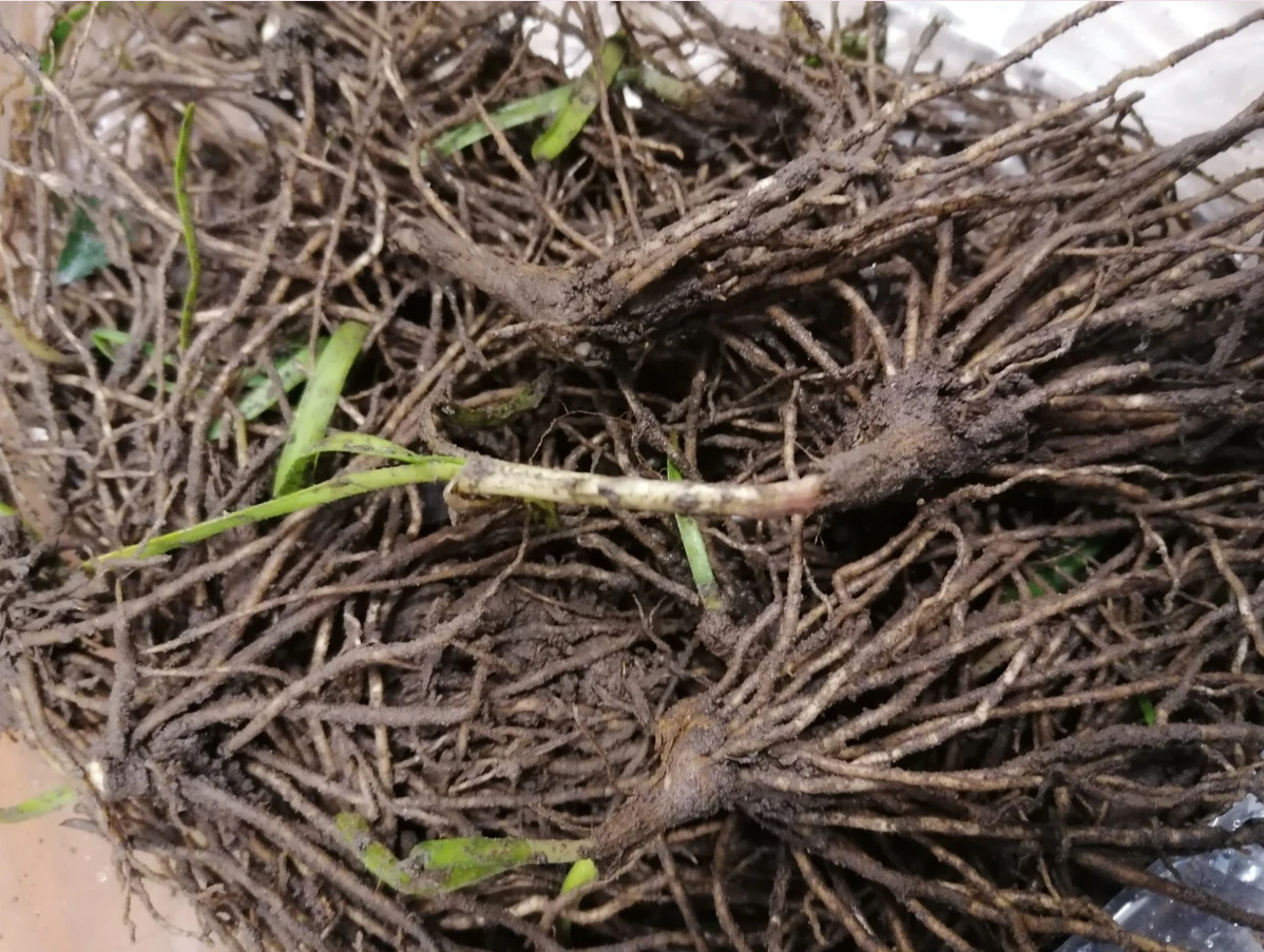 1 Set of 3 Live Chinese Garlic Chive Roots – Allium tuberosum – Ready to Plant