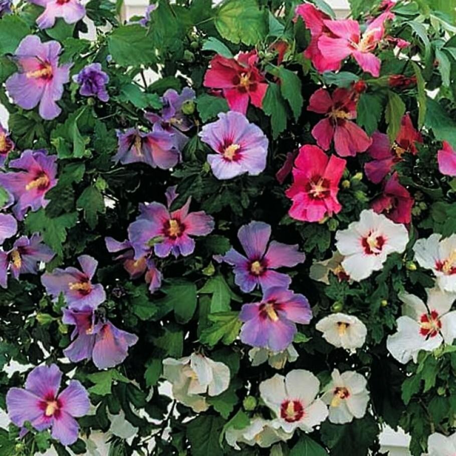 10 Hibiscus Syriacus Cuttings Hardy Hibiscus Assorted Colors Unrooted Cuttings