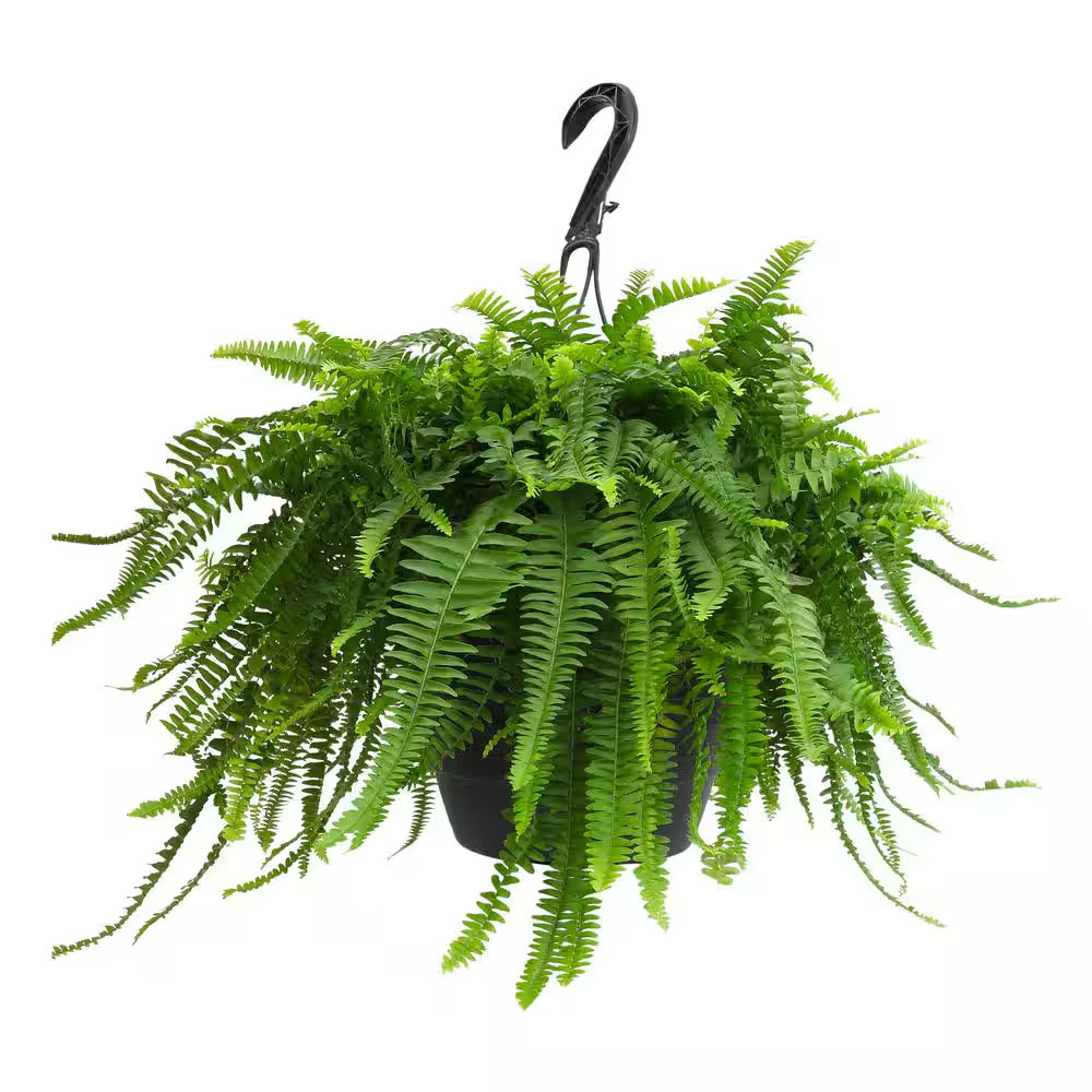 10 In. Premium Boston Fern (Nephrolepis Exalta) Live Plant in Hanging Basket