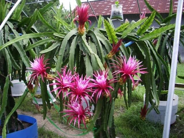2 Dragon Fruit cuttings 8-12 inches long check The Description ￼ ￼