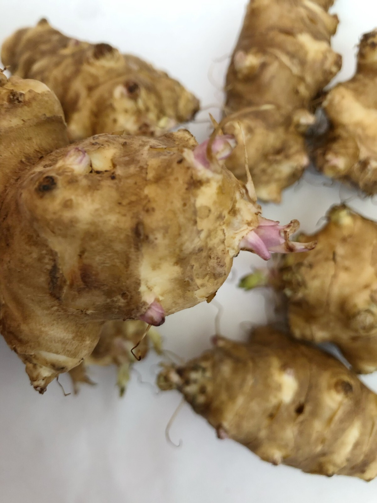10 LBs Large Tubers Jerusalem Artichoke/Sunchoke – For Planting