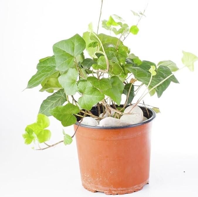 English Ivy Live Plant Indoor – 1 Pot with 2 Live Plants – 3 to 5 Inches Tall