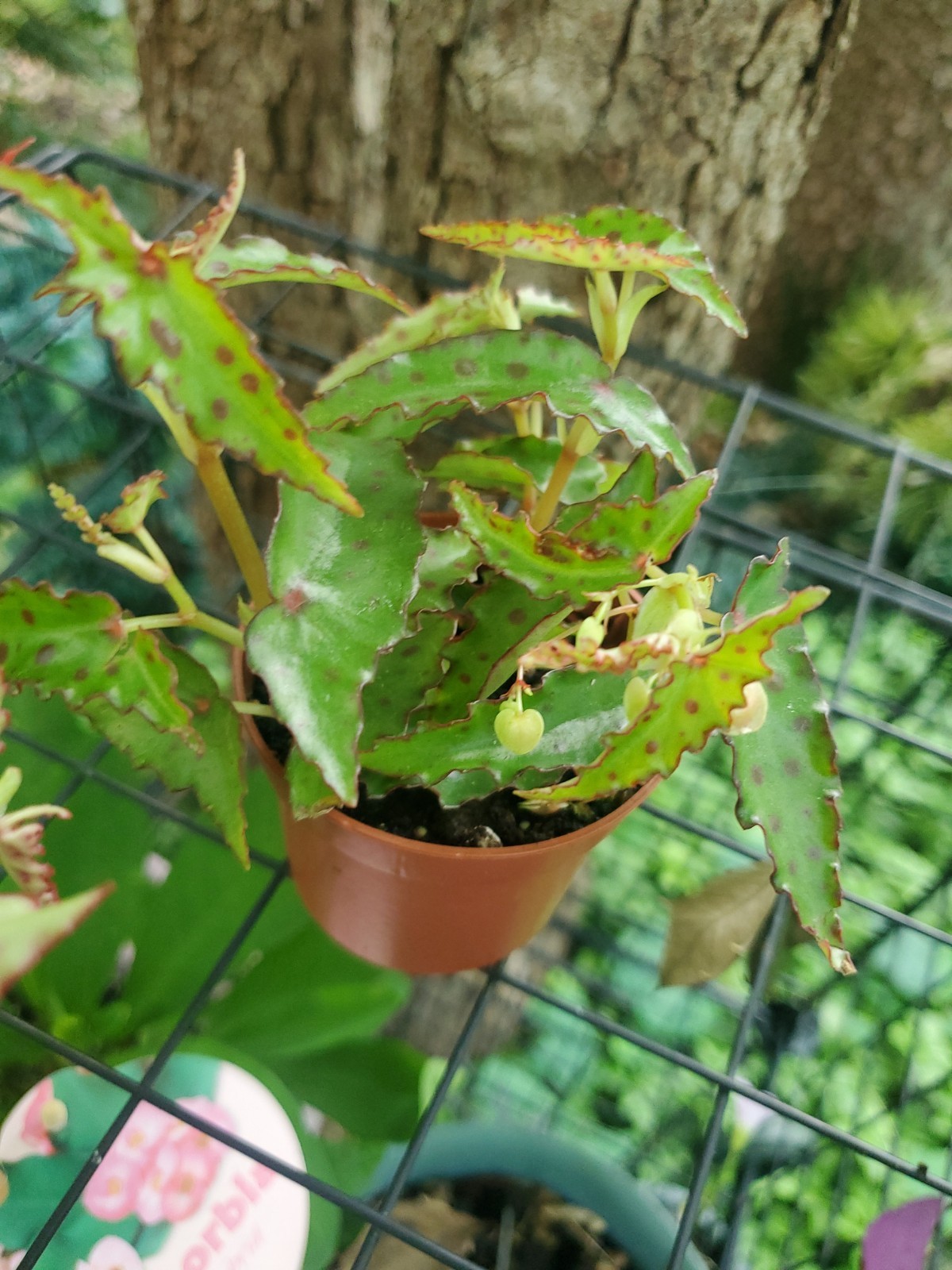 Lot Of 3 RARE Begonia AMPHIOXUS Live Ships In 2.5″