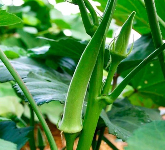 OKRA SEED, EMERALD, HEIRLOOM, NON GMO, 100+ SEEDS, GARDEN OKRA SEED
