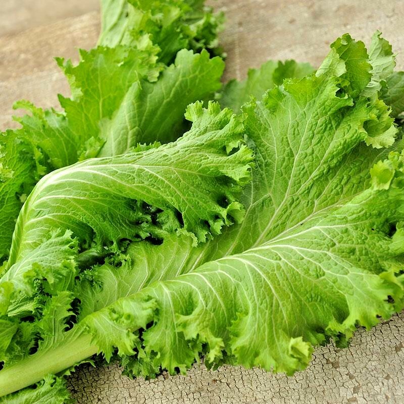 601+GIANT CURLED MUSTARD Seeds Heirloom Vegetable Garden Container Greens Easy