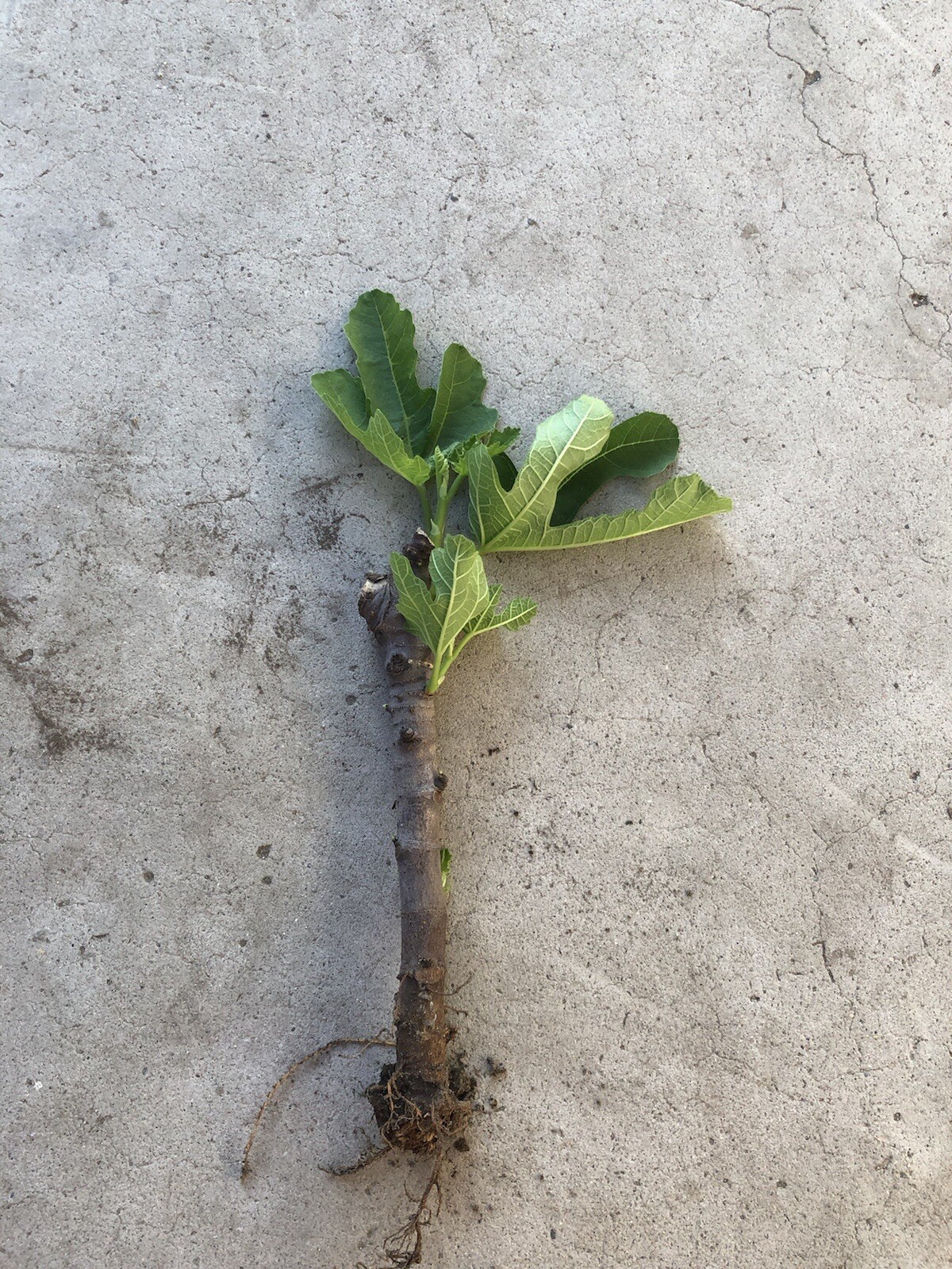 Fig Fruit Tree Cutting Live Plant Bare Root Ready To Plant
