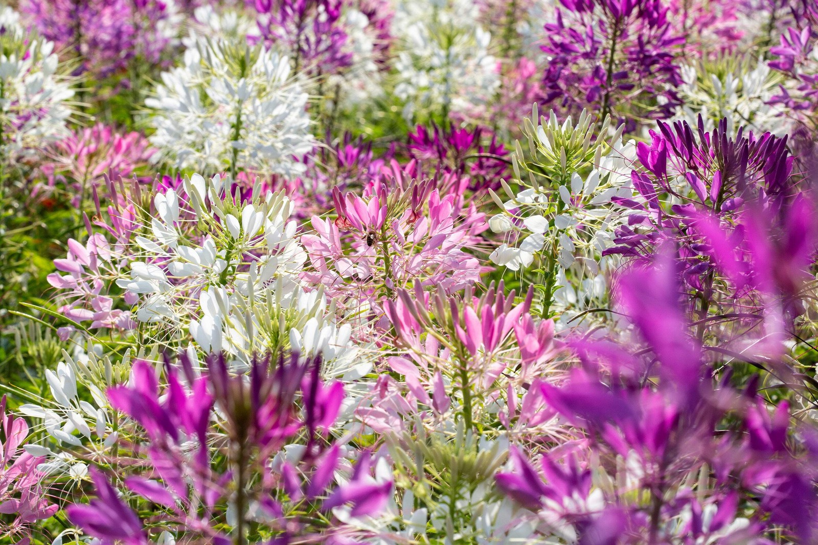 250 MIXED Colors QUEEN CLEOME Hassleriana Spinosa Spider Flower Seeds