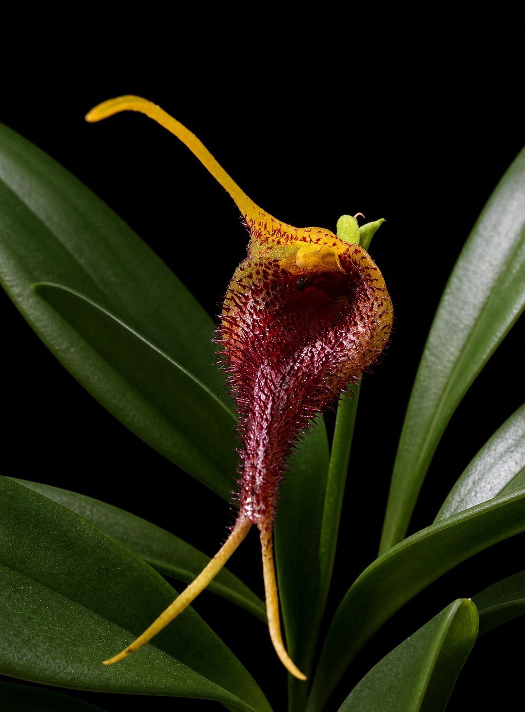 Masdevallia bennettii