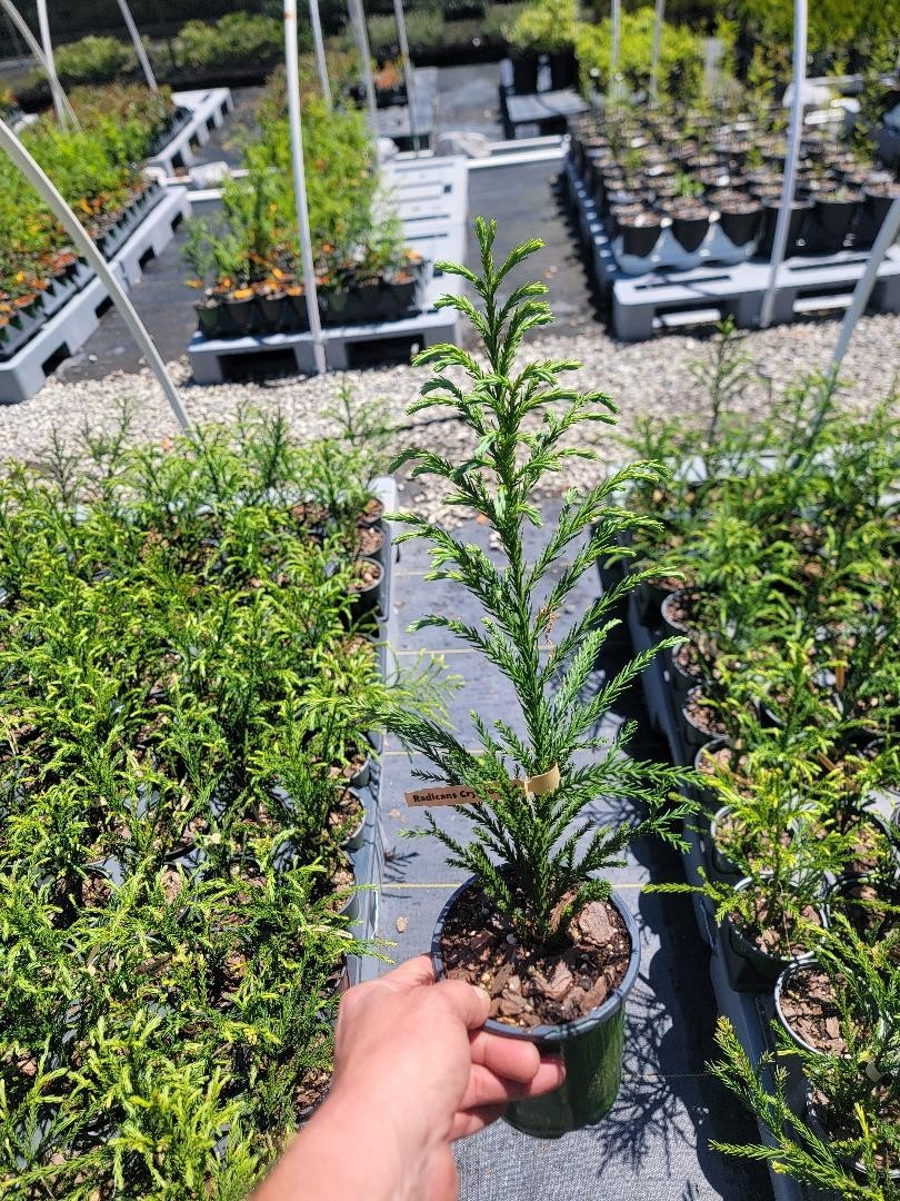 Radicans Cryptomeria ( japanese cedar ) – Live Plant – ( 1 QT )