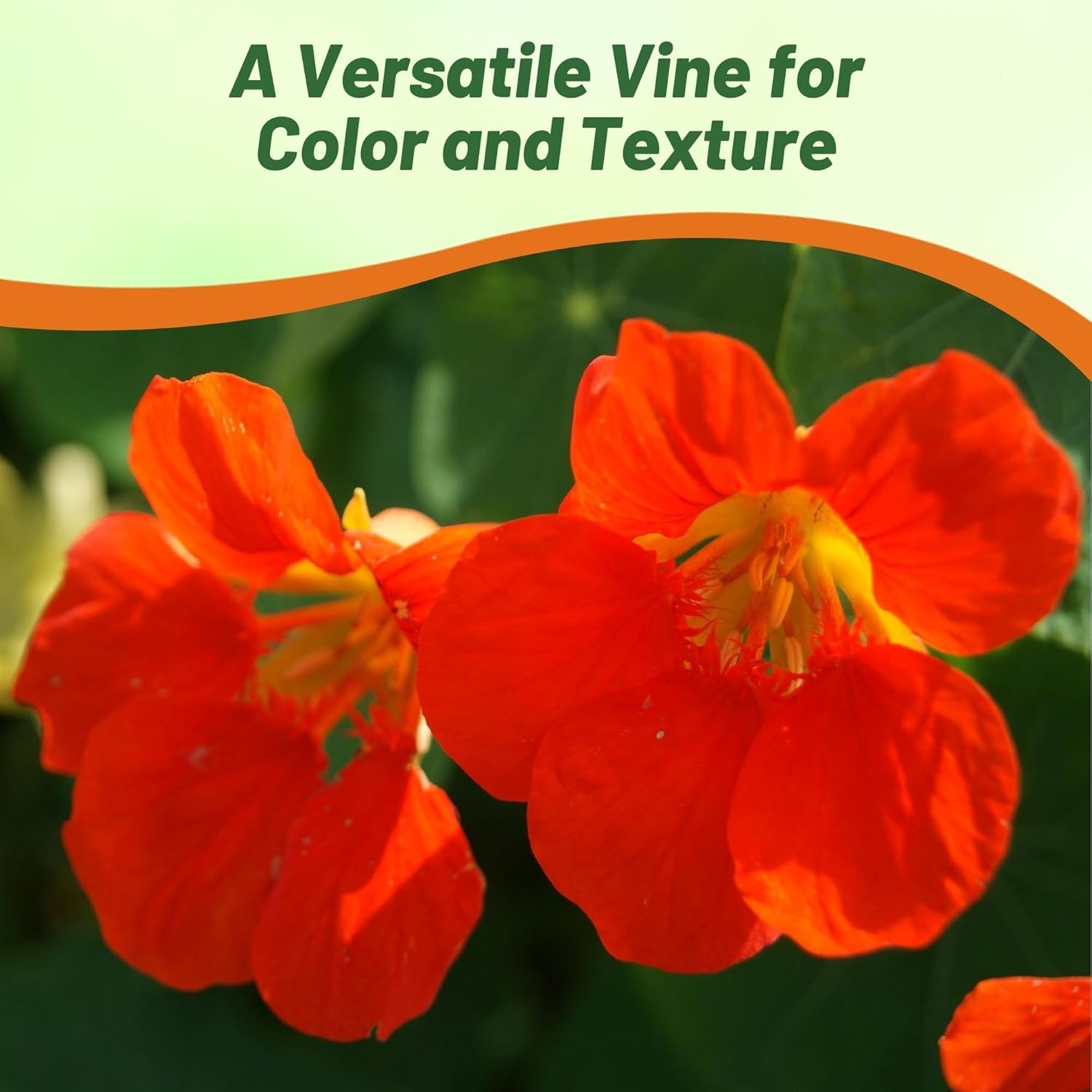 200 Seeds Nasturtium Seeds – Climbing Spitfire Flower Seed